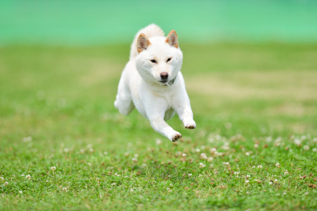 飛行犬【ワープロ情報館：ワープロ修理販売　得選屋活動レポート】